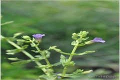 Stemodia viscosa